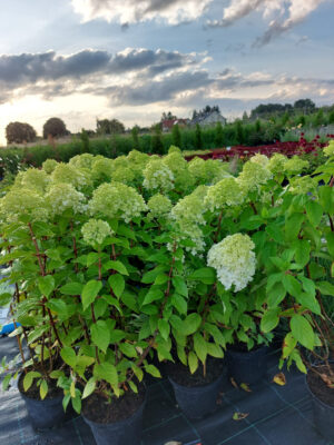 Hortensja bukietowa Pandora