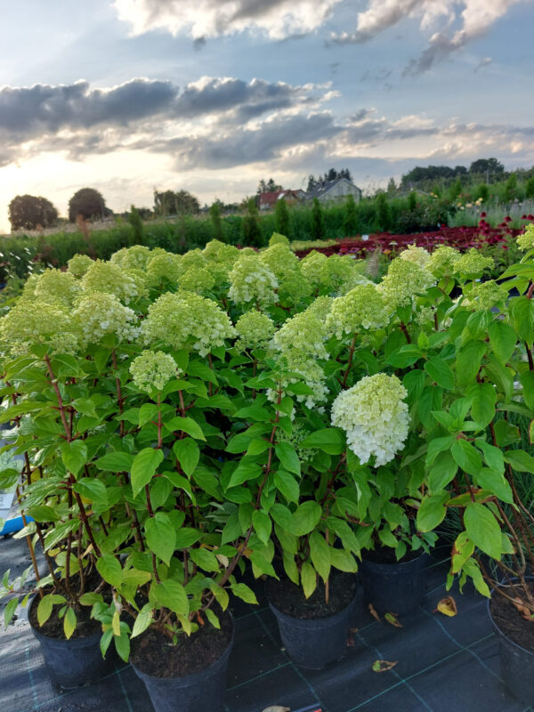 20230731_190417 Hortensja bukietowa Pandora