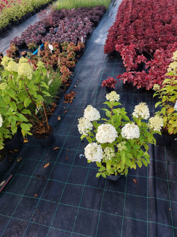 20230731_190423 Hortensja bukietowa Pandora