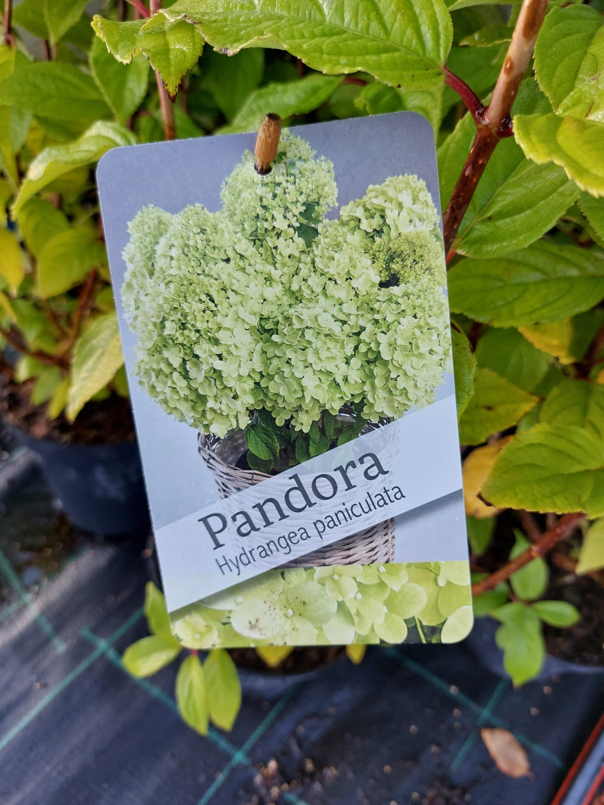 Hortensja bukietowa Pandora