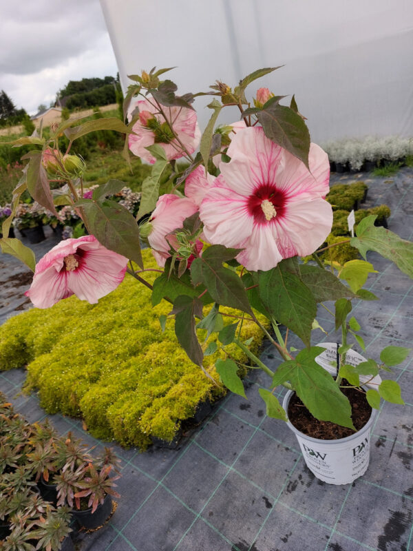 Karmnik ościsty złoty