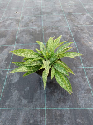 20230808_192642 Miodunka Rasperry Splash