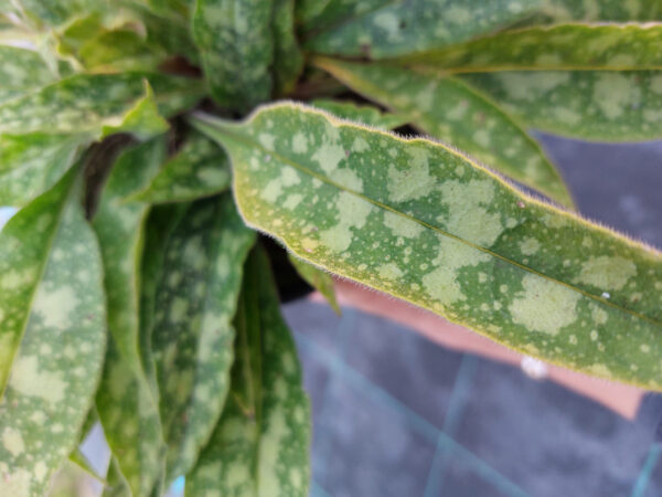 20230808_192706 Miodunka Rasperry Splash