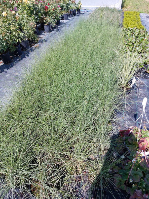 Trawa "Wata cukrowa"