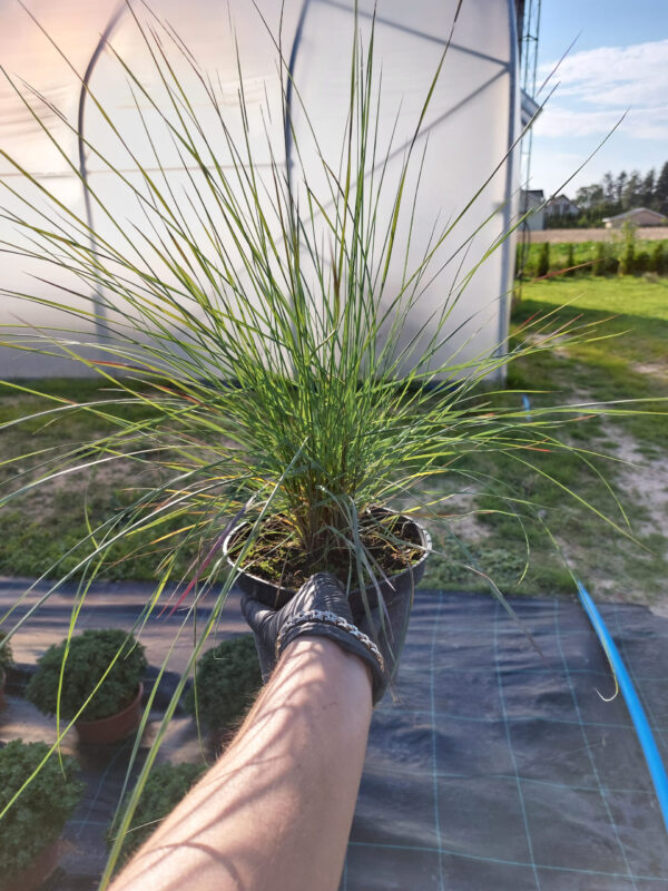 Trawa "Wata cukrowa"