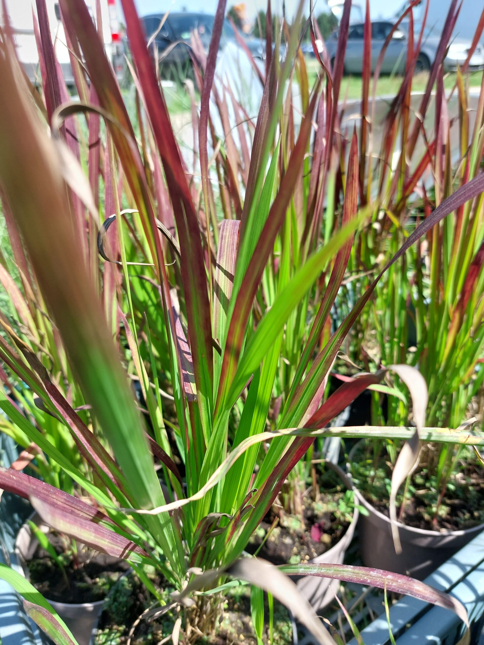 Trawa Imperata "Red Baron"