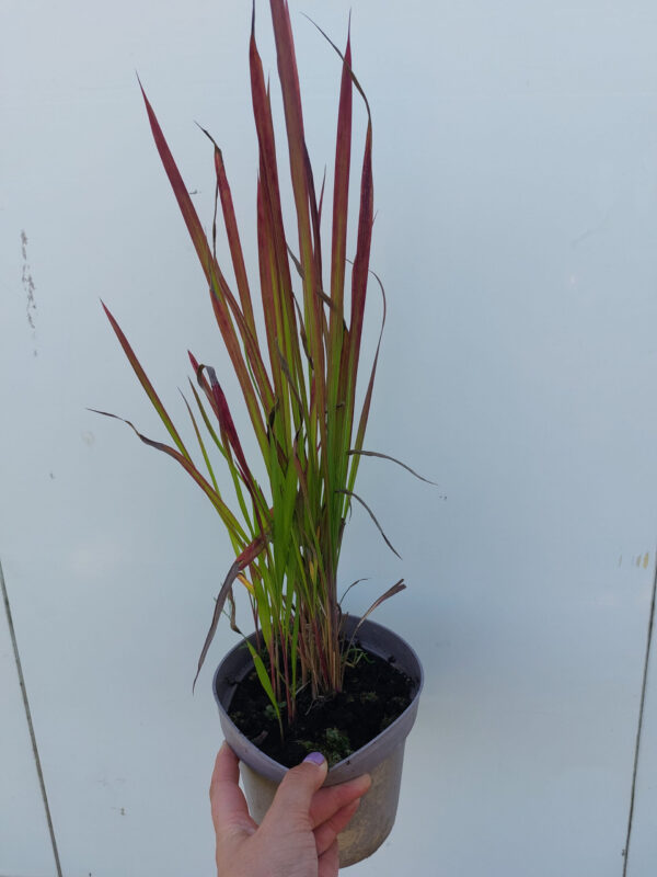 20230813_124731-1 Trawa Imperata "Red Baron"