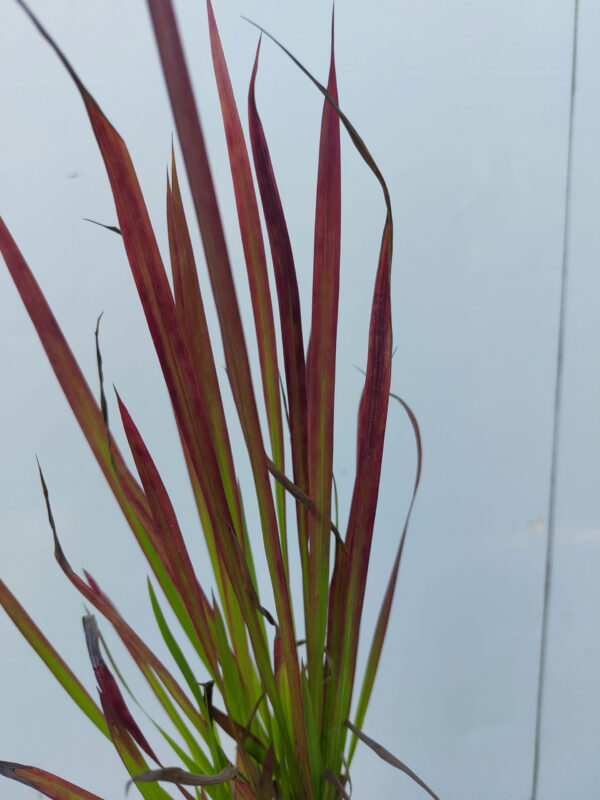 20230813_124736-1 Trawa Imperata "Red Baron"