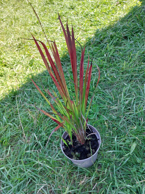 20230813_124746-1 Trawa Imperata "Red Baron"