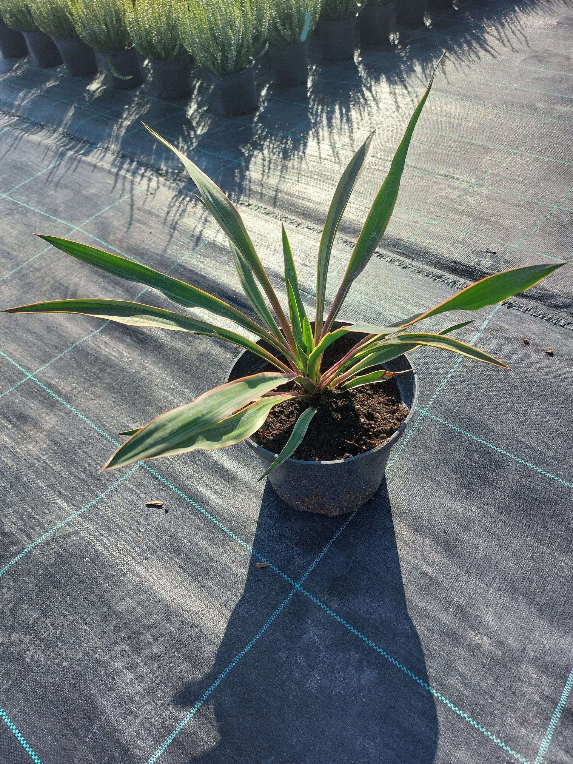Yucca wspaniała Variegata