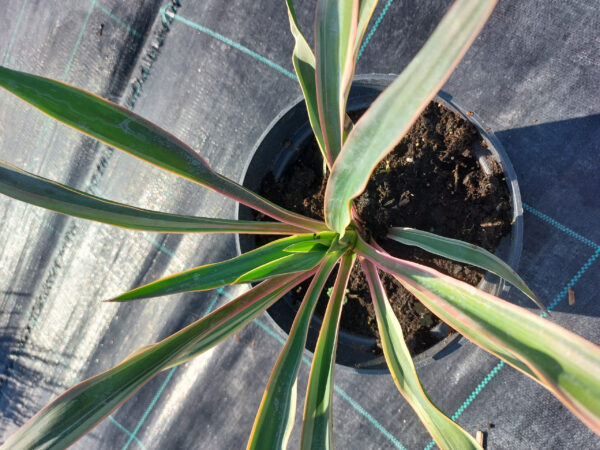 20230814_164147 Yucca wspaniała Variegata