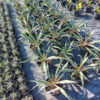 Rośliny ozdobne Car, Zamość, Jatutów, Lublin, Yucca wspaniała Variegata