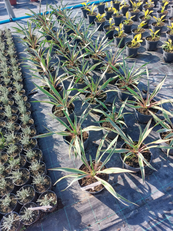Rośliny ozdobne Car, Zamość, Jatutów, Lublin, Yucca wspaniała Variegata