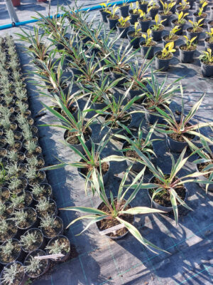 20230814_164242 Yucca wspaniała Variegata