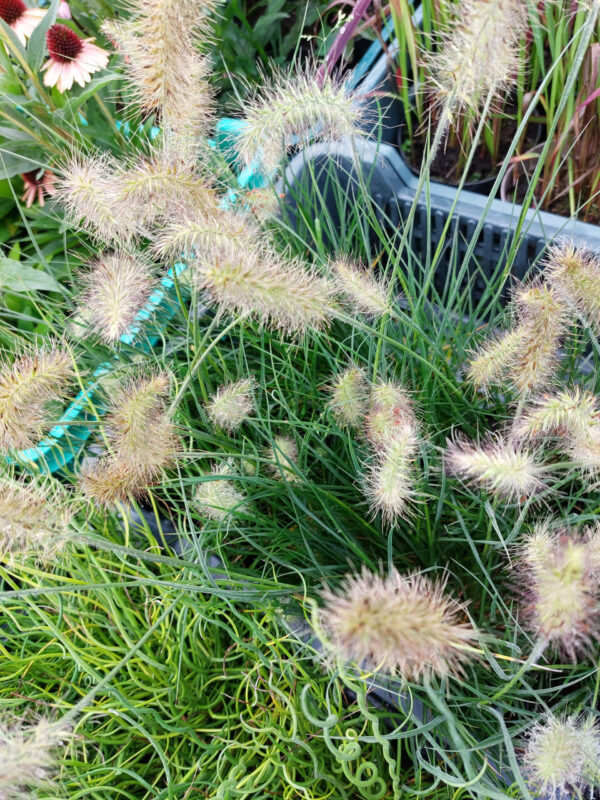 20230903_102200 Rozplenica japońska Hameln