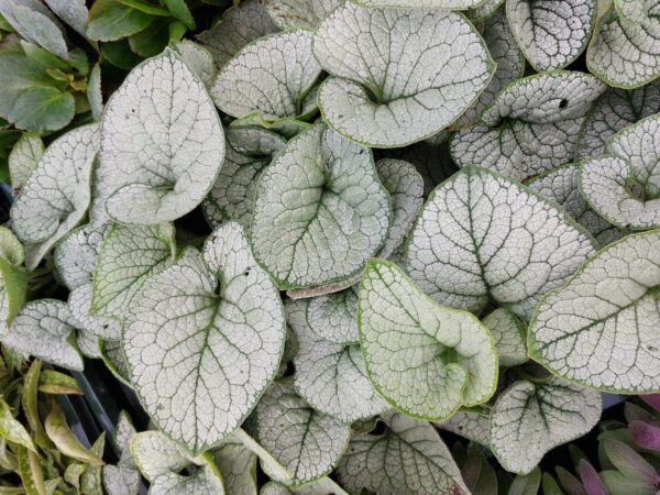 Brunera wielkolistna Sea Heart