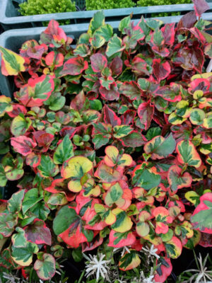 Pstrolistka sercowata, Tułacz