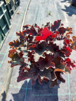 Żurawka olbrzymia Rex Black