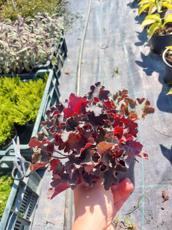 Żurawka olbrzymia Rex Black