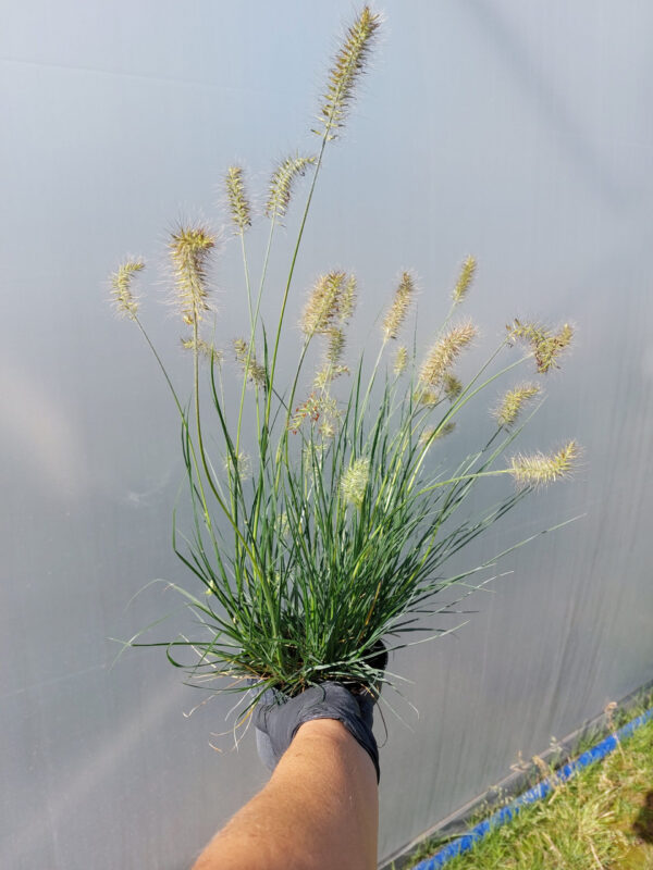 20230915_131944 Rozplenica japońska Little Bunny