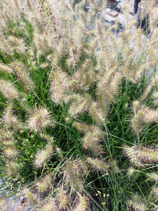 20230915_132002 Rozplenica japońska Little Bunny