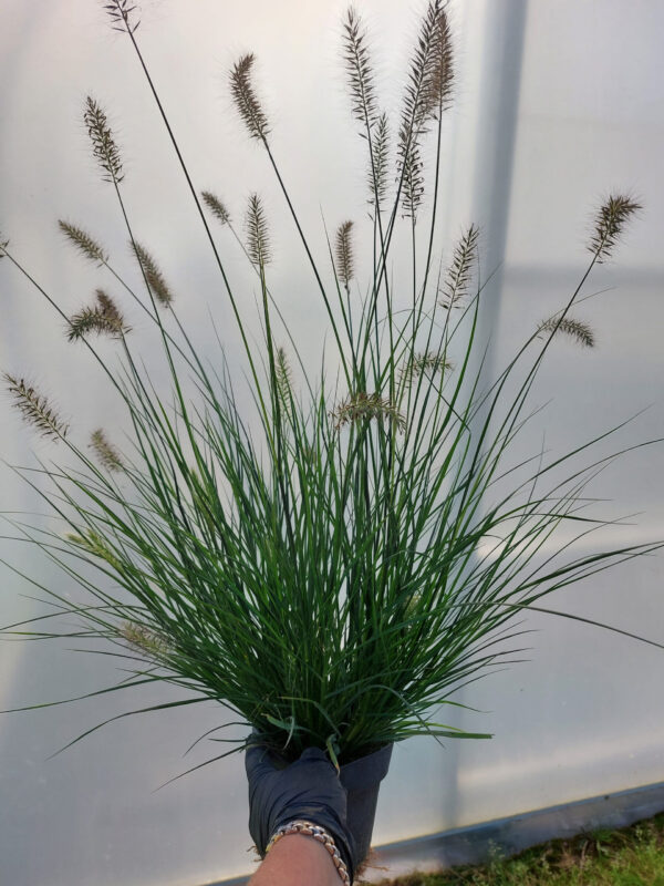 20230915_140443 Rozplenica japońska Hameln