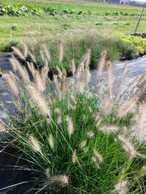 Rozplenica japońska Hameln