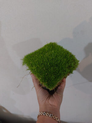 Karmnik ościsty zielony