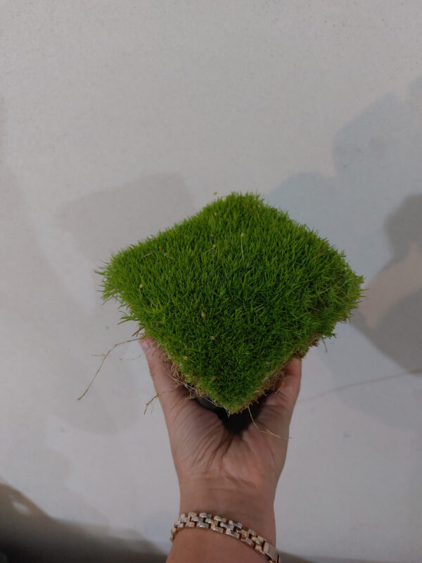 20231004_045558 Karmnik ościsty zielony