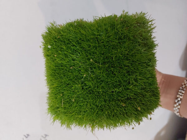 20231004_045608 Karmnik ościsty zielony