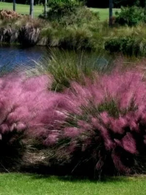 Trawa "Wata cukrowa"