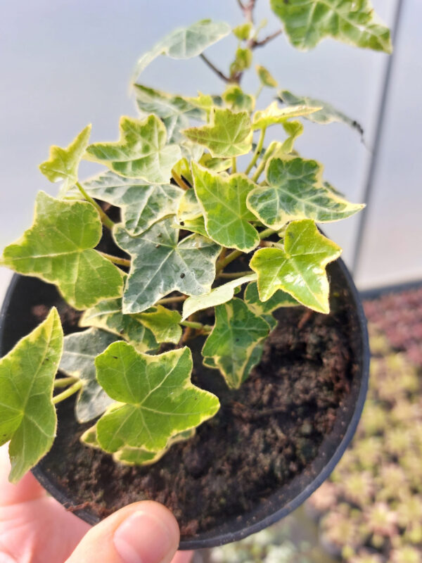 20230504_150625 Bluszcz pospolity Hedera helix Goldchild