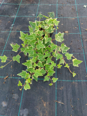 Bluszcz pospolity Hedera helix Goldchild