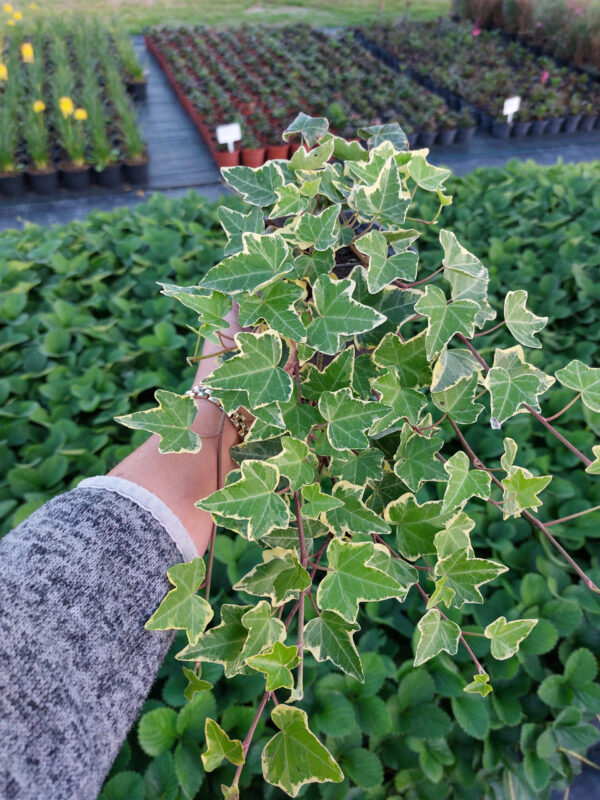 20230927_180349 Bluszcz pospolity Hedera helix Glacier