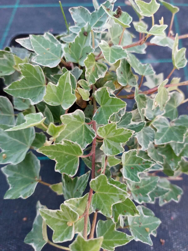 Bluszcz pospolity Hedera helix Glacier