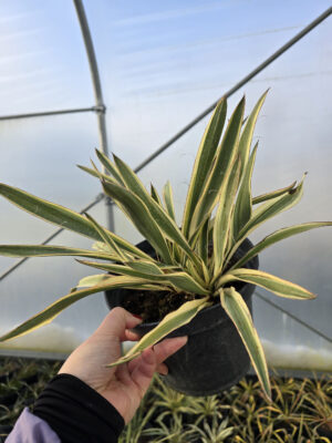 Yucca (Juka) Ivory Towers