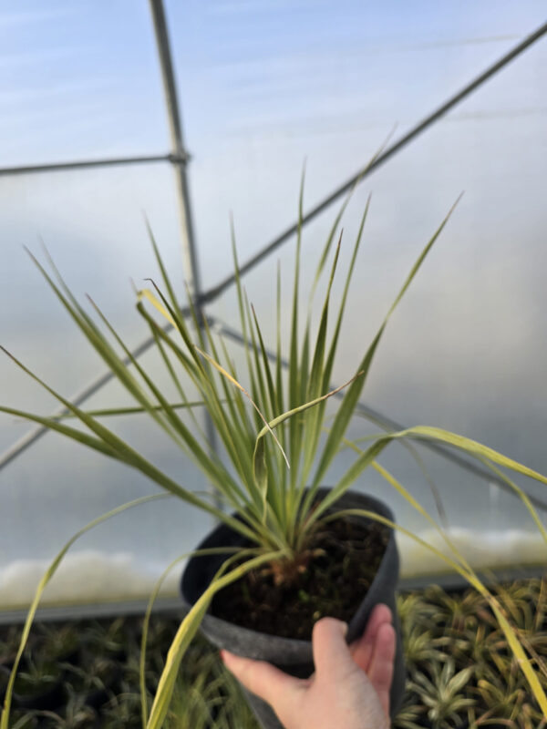 Rośliny Ozdobne Car, Zamość, Jatutów, Lublin, Yucca rostrata Sapphire Skies