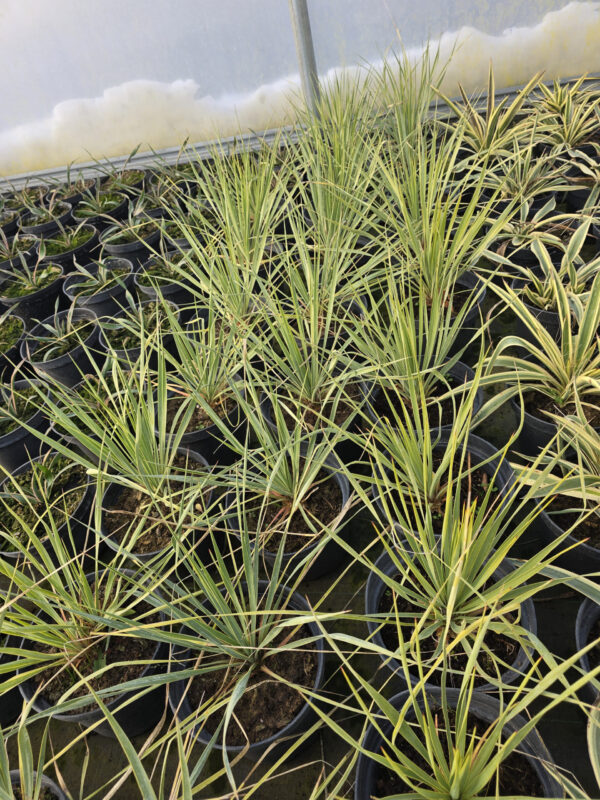 Rośliny Ozdobne Car, Zamość, Jatutów, Lublin, Yucca rostrata Sapphire Skies