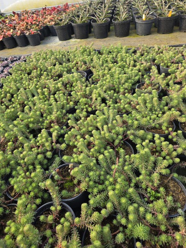 Rośliny Ozdobne Car, Zamość, Jatutów, Lublin, Rozchodnik Forstera Elegans