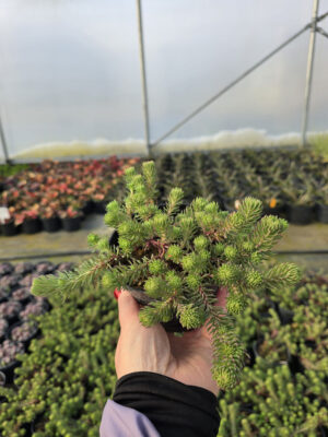 Piaskowiec górski | Arenaria montana