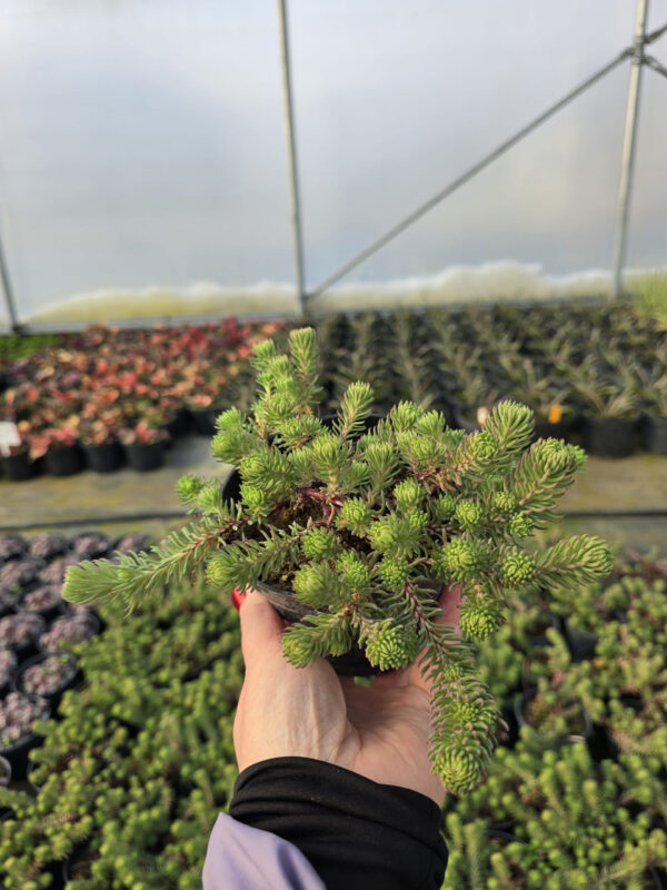 20250107_122509 Piaskowiec górski | Arenaria montana