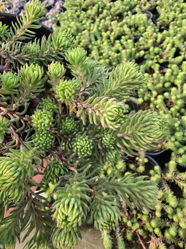 20250107_122514 Rośliny Ozdobne Car, Zamość, Jatutów, Lublin, Rozchodnik Forstera Elegans