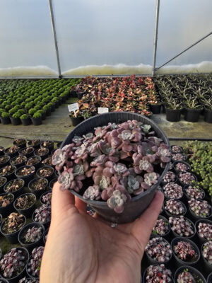 Rośliny Ozdobne Car, Zamość, Jatutów, Lublin, Rozchodnik łopatkowy Purpureum