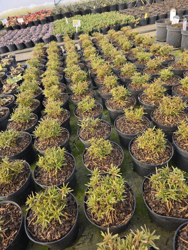 20250107_122639 Rośliny Ozdobne Car, Zamość, Jatutów, Lublin, Ubiorek wiecznie zielony Fischbeck