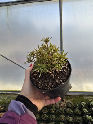 Rośliny Ozdobne Car, Zamość, Jatutów, Lublin, Ubiorek wiecznie zielony Fischbeck