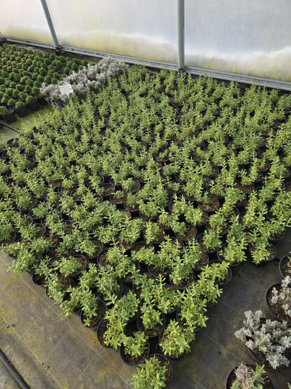 20250107_122733 Rośliny Ozdobne Car, Zamość, Jatutów, Lublin, Lawenda Blue Scent Early