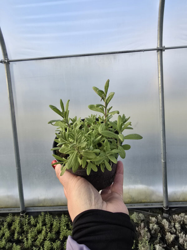 20250107_122746 Rośliny Ozdobne Car, Zamość, Jatutów, Lublin, Lawenda Blue Scent Early