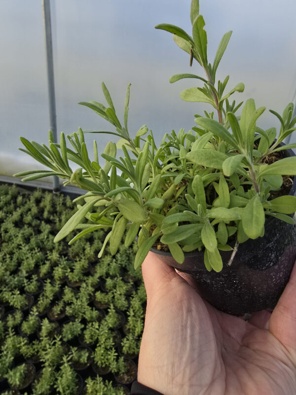 20250107_122754 Rośliny Ozdobne Car, Zamość, Jatutów, Lublin, Lawenda Blue Scent Early