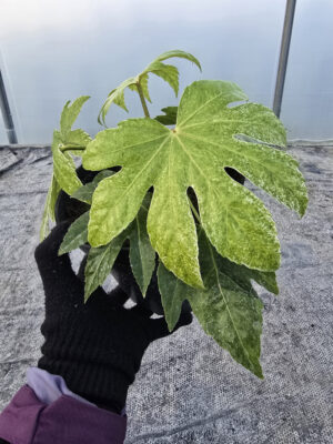 Rośliny Ozdobne Car, Jatutów, Zamość, Lublin, Fatsja japońska