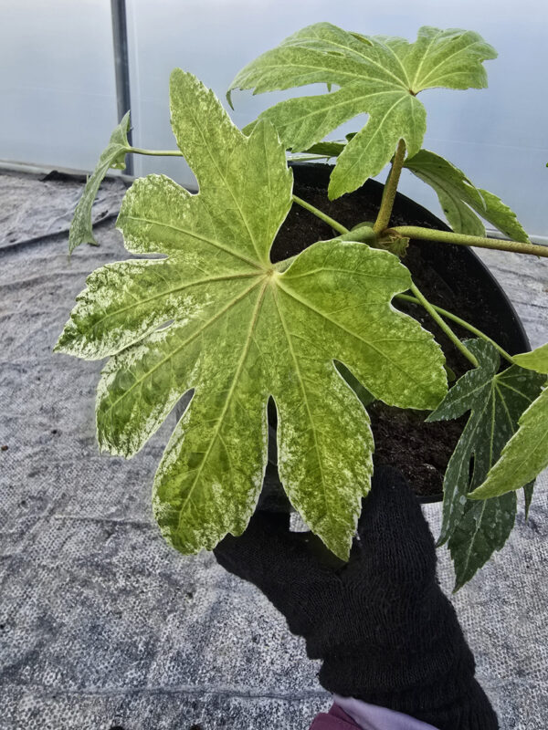 Skalnica Alpino White | Saxifraga x arendsii